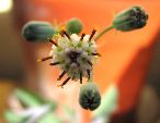 Photo albulle/datas/photos/cactus_succulentes/succulentes_diverses/senecio_articulatus_2.jpg