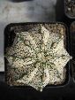 Photo albulle/datas/photos/cactus_succulentes/astrophytum/senile_X_SK.jpg