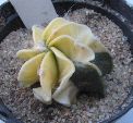 Photo albulle/datas/photos/cactus_succulentes/astrophytum/senile_aureum_variegata_2.jpg