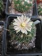 Photo albulle/datas/photos/cactus_succulentes/stenocactus/sp1.jpg