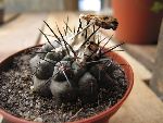 Photo albulle/datas/photos/cactus_succulentes/copiapoa/sp2.jpg