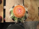 Photo albulle/datas/photos/cactus_succulentes/melocactus/sp2_2.jpg