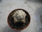Photo albulle/datas/photos/cactus_succulentes/astrophytum/sp.jpg