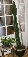 Photo albulle/datas/photos/cactus_succulentes/cierge/sp_1.jpg