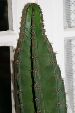 Photo albulle/datas/photos/cactus_succulentes/cierge/sp_2.jpg