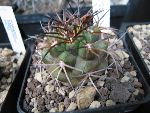 Photo albulle/datas/photos/cactus_succulentes/copiapoa/sp_AW117_sudi_carriza_balo.jpg