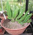 Photo albulle/datas/photos/cactus_succulentes/asclepiadacees/stapelia_gigantea.jpg