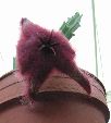 Photo albulle/datas/photos/cactus_succulentes/asclepiadacees/stapelia_hirsuta_1.jpg