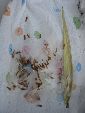 Photo albulle/datas/photos/cactus_succulentes/asclepiadacees/stapelia_obducta_graines.jpg