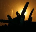 Photo albulle/datas/photos/cactus_succulentes/asclepiadacees/stapelia_sp1_2.jpg