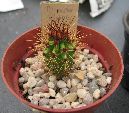 Photo albulle/datas/photos/cactus_succulentes/cierge/stenocereus_thuberi.jpg