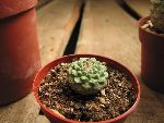 Photo albulle/datas/photos/hollande2007_mes_achats/strobocactus_discipformis.jpg