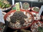 Photo albulle/datas/photos/cactus_succulentes/rebutia/sulcorebutia_pulchra.jpg
