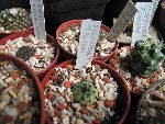 Photo albulle/datas/photos/hollande2007_mes_achats/sulcorebutia_rauschii.jpg