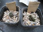 Photo albulle/datas/photos/cactus_succulentes/rebutia/sulcorebutia_rauschii.jpg
