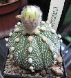 Photo albulle/datas/photos/cactus_succulentes/astrophytum/superkabuto.jpg