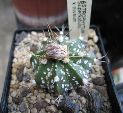 Photo albulle/datas/photos/cactus_succulentes/astrophytum/superkabuto_x_niveum.jpg