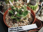 Photo albulle/datas/photos/hollande2007_mes_achats/theloacactus_huizachensis1.jpg