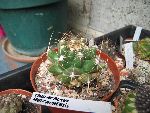 Photo albulle/datas/photos/hollande2007_mes_achats/theloacactus_huizachensis.jpg