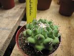Photo albulle/datas/photos/hollande2007_mes_achats/thelocactus_phythothelos1.jpg