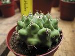 Photo albulle/datas/photos/hollande2007_mes_achats/thelocactus_phythothelos.jpg