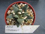 Photo albulle/datas/photos/cactus_succulentes/ariocarpus/trigonus.jpg