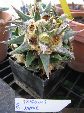 Photo albulle/datas/photos/cactus_succulentes/ariocarpus/trigonus_minor_1.jpg