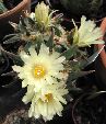 Photo albulle/datas/photos/cactus_succulentes/ariocarpus/trigonus_minor_2.jpg