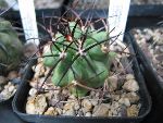Photo albulle/datas/photos/cactus_succulentes/copiapoa/wagenknechtii_AW93.jpg