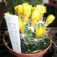 Photo albulle/datas/photos/cactus_succulentes/gymnocalycium/weingartia_longigibba_1.jpg