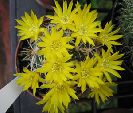 Photo albulle/datas/photos/cactus_succulentes/gymnocalycium/weingartia_longigibba_2.jpg