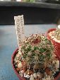 Photo albulle/datas/photos/hollande2007_mes_achats/wingginsia_tephracantha.jpg