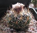 Photo albulle/datas/photos/cactus_succulentes/stenocactus/zacatecasensis_2.jpg